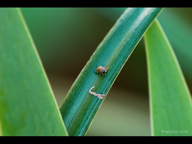 macro image