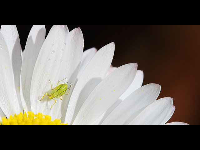 macro image