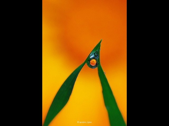 macro image