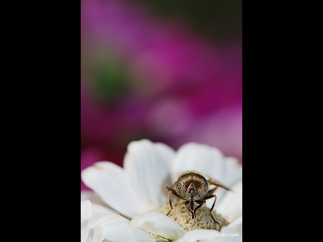 macro image