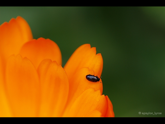 macro image