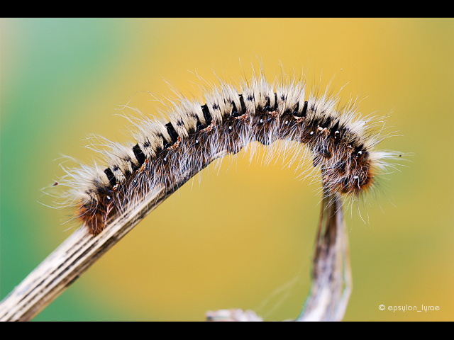 macro image