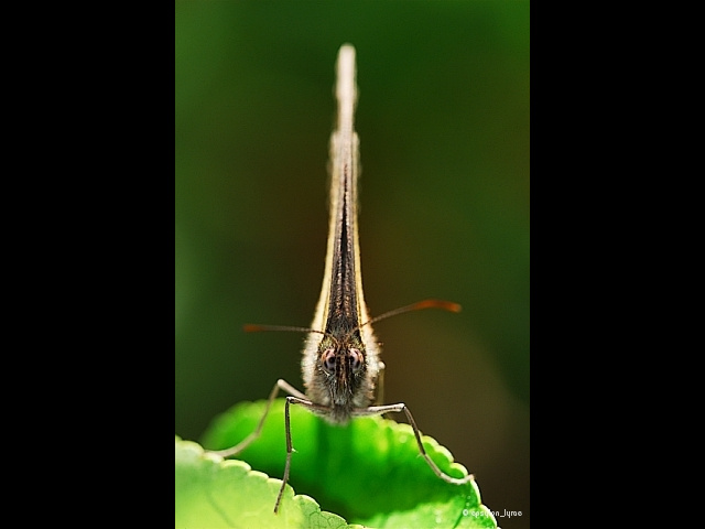 macro image