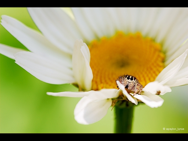 macro image
