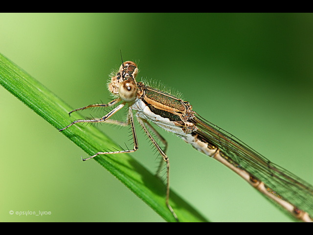 macro image