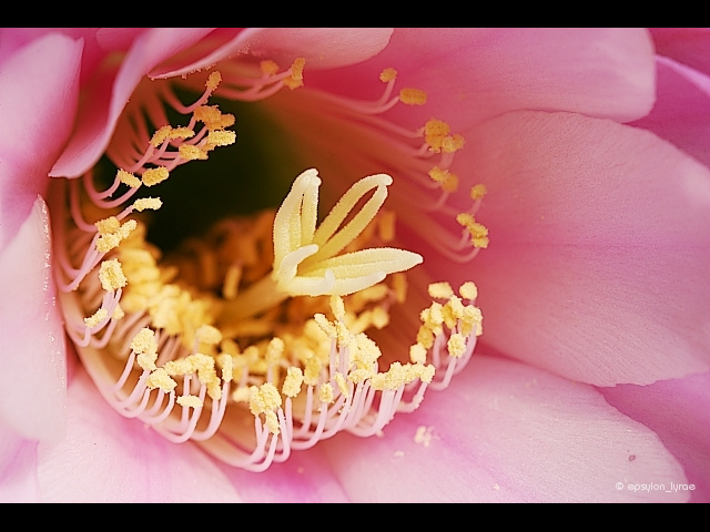 macro image