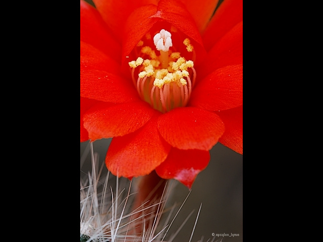 macro image