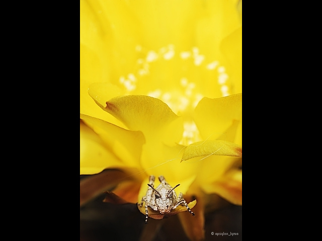 macro image