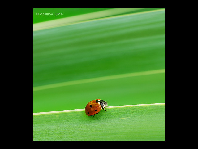 macro image