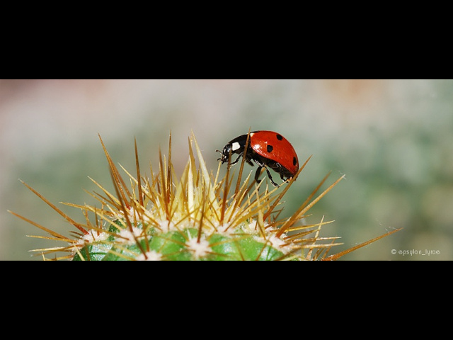 macro image