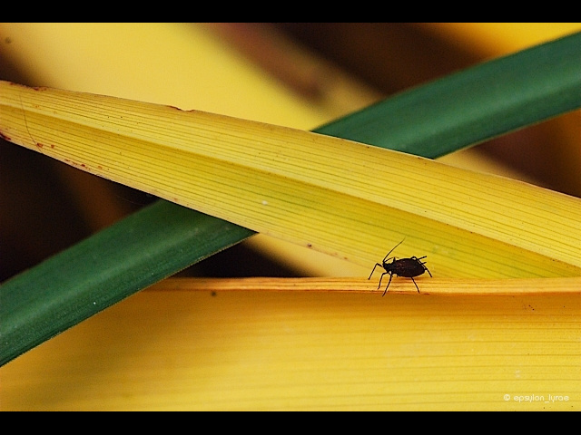 macro image