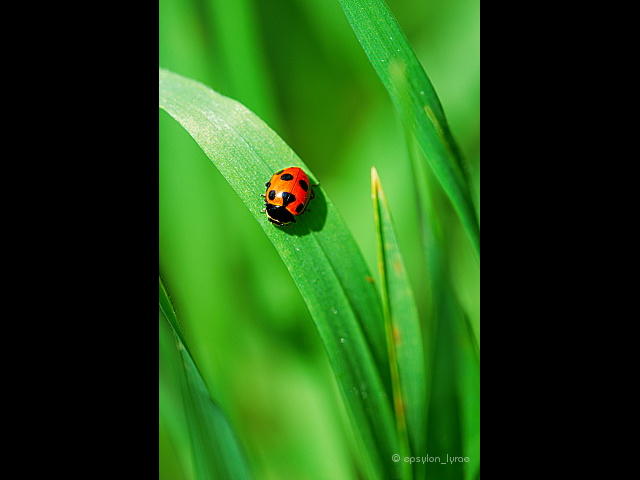 macro image