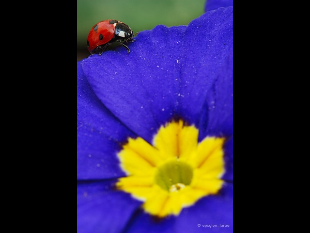 macro image