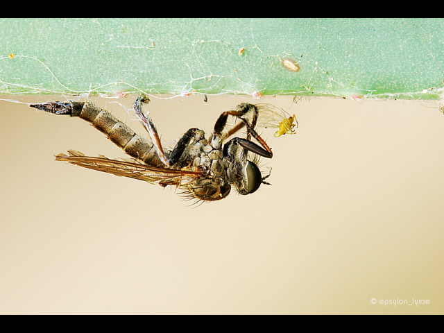 macro image