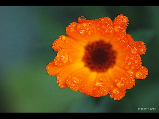 macro image