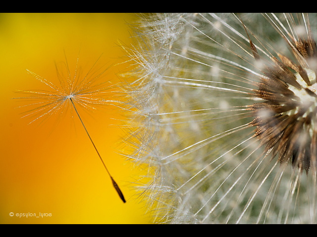macro image