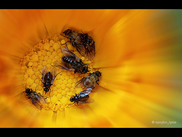 macro image