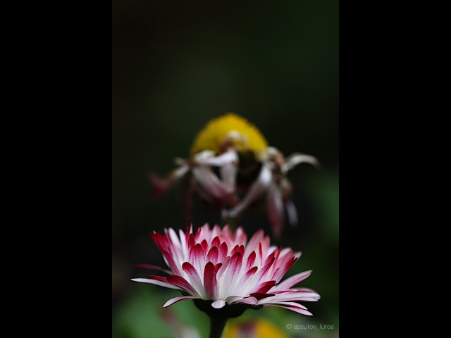 macro image