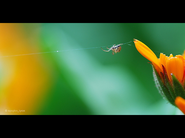 macro image