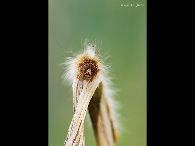 macro image