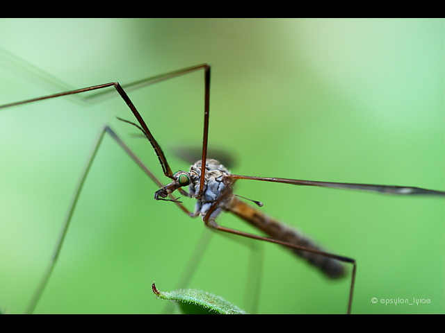 macro image