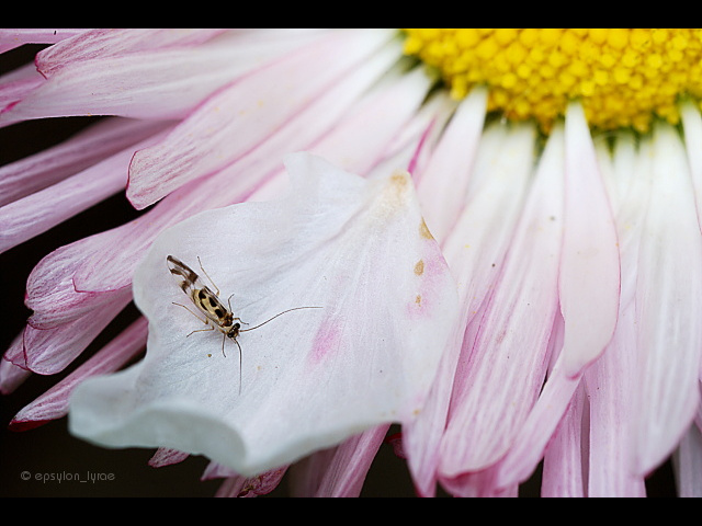 macro image