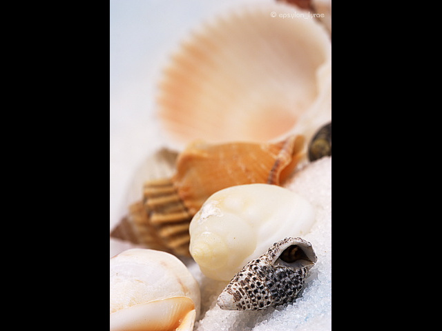macro image