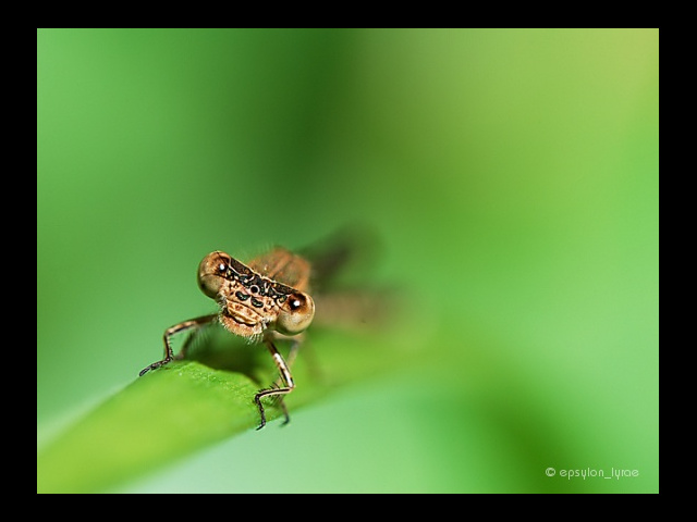 macro image