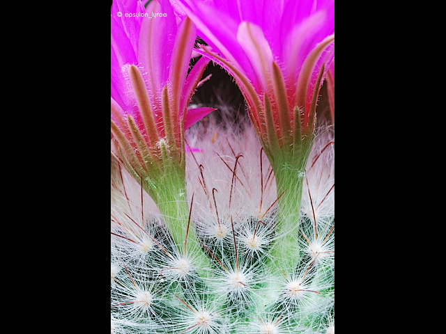 macro image