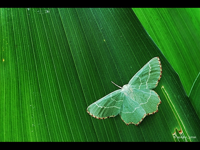 macro image