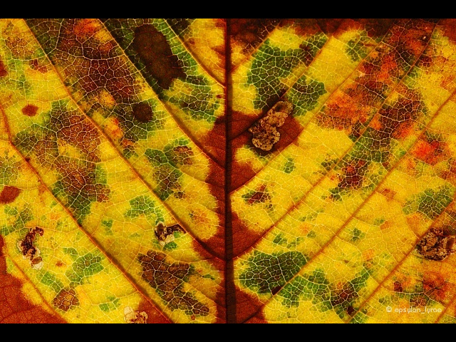 texture image