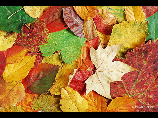 texture image