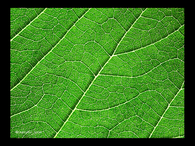 texture image