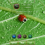 Ladybug