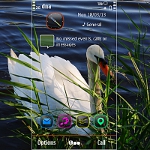 Swan