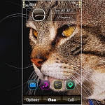 Tabby