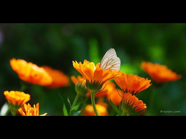 play slideshow