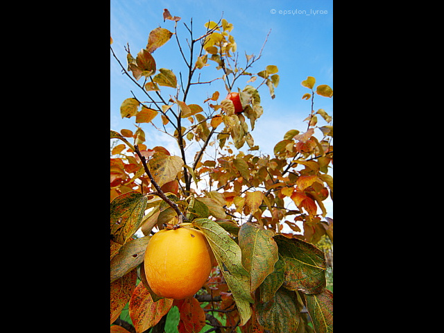 various image
