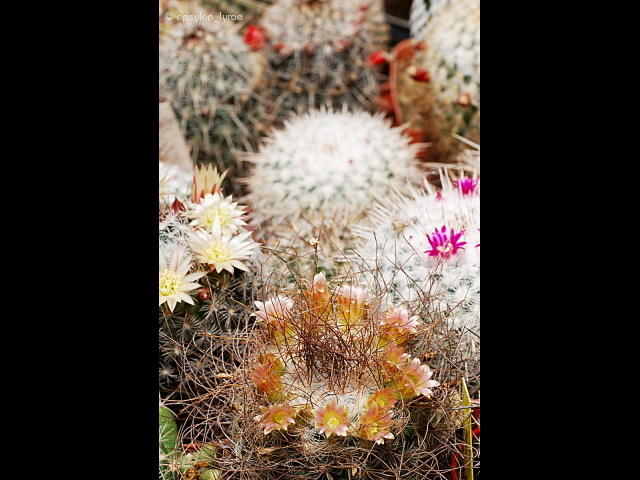 various image